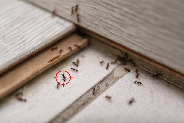 Best Exterminator Services  in Woodacre, CA