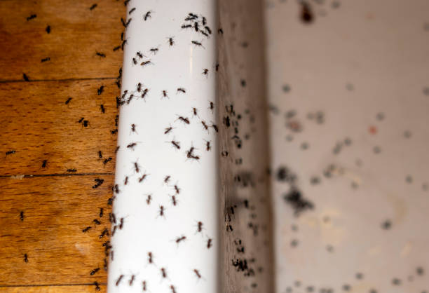 Trusted Woodacre, CA Pest Control Experts
